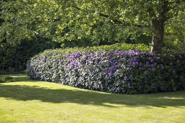 photo 66 Dennendijk 6